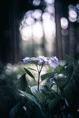 林の中に咲く紫陽花のクローズアップ © 裕一朗 齋藤