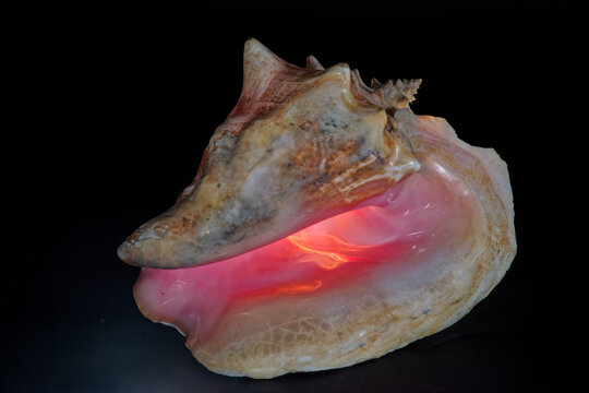 Une coquille de Strombe g&eacute;ant ou Lambi (Lobatus gigas) phographi&eacute;e sur un fond noir