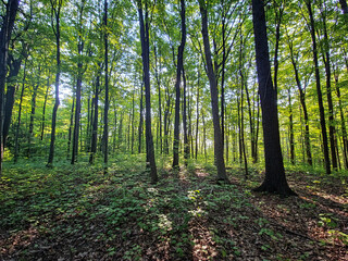 Early morning sunlight filters through lush green woods, casting long shadows across a forest floor covered with dense plants. Peaceful, natural, and serene woodland scene.