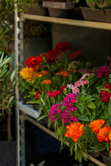 Colorful carnations and other garden flowers in pots displayed on shelves in a greenhouse or flower shop – natural decoration and beautiful plant selection for home and garden