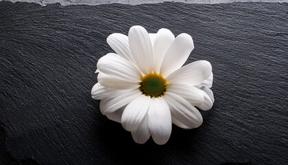 single white flower on dark slate stone stock photo contrast floral minimal elegance spa theme