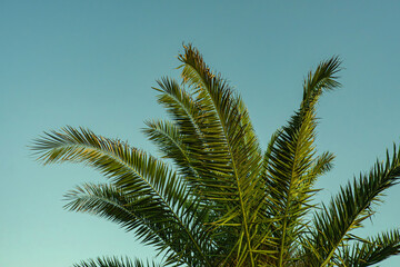 Fototapeta premium Green palm leaves against a clear blue sky. The tropical foliage creates a fresh and relaxing atmosphere. Symbolizing summer, vacation and coastal beauty in a natural outdoor setting.