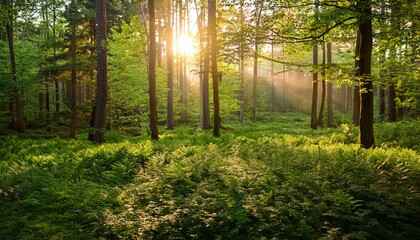 Fototapeta premium lush green foliage thrives in the early morning sunlight within a serene forest setting surrounded by soft grass