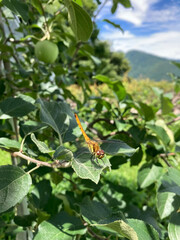 Vibrant dragonfly perched calmly on green leaf.