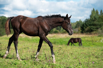 Obraz premium sportive black foal walking at pasture at cloudy summer day