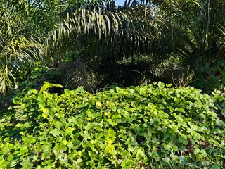 Mucuna bracteata plant in the morning