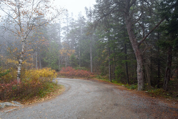 Obraz premium Curve along a gravel back road through a forest on a foggy autumn day
