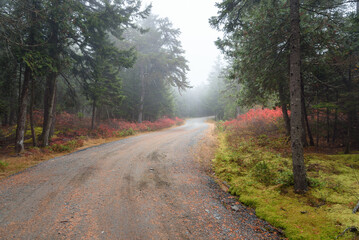 Fototapeta premium Empty winding gravel road through a evergreen forest in Maine on a foggy autumn day