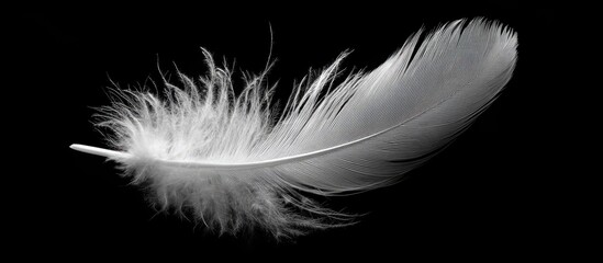 Obraz premium Delicate white feather against black background