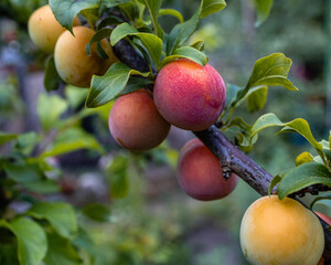 Mirabelle plums (Prunus domestica var. Syriaca) growing on the tree ready to pick up, close-up