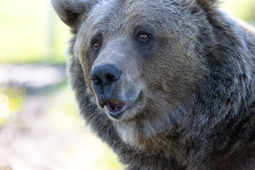 funny kodiak brown bear portrait with unusual facial expression