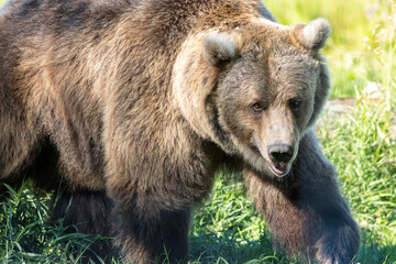 kodiak brown bear walking looking at camera close up