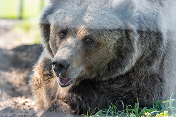 Kodiak brown bear close up portrait 