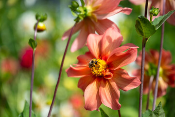 Bee pollinating orange and yellow dahlia flower blooming in a summer garden, plant pollination 
