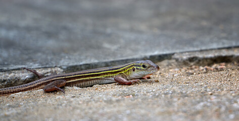 Closeup portrait of a Six-lined Racerunner lizard (Aspidoscelis sexlineata) in Texas summer garden. Copy space.