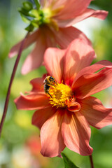 Bee pollinating orange and yellow dahlia flower blooming in a summer garden, plant pollination 

