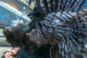 ハナミノカサゴ