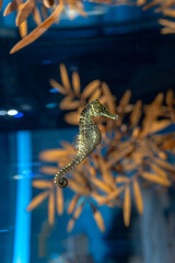 タツノオトシゴ