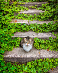 Fototapete bei efototapeten.de bestellen   