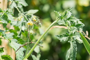 Close-up of two tomato plants in a meadow One plant has developed leaves and blooming yellow flowers, while the other shows leaf curl or drooping Bright lighting, vibrant greens, yellows, and reds