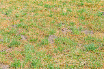 Close-up shot of a worn patch of grass in a Central European meadow, natural lighting during daylight hours. a