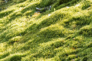 Close-up of a dense, velvety moss bed in an ancient Central European village, predominantly green with brown and black tones, under natural light No distinguishable objects or people Realistic styl