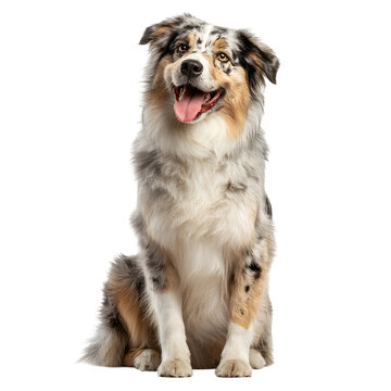 A happy, alert Australian Shepherd dog with beautiful merle coloring sits patiently, tongue out, ready for adventure.