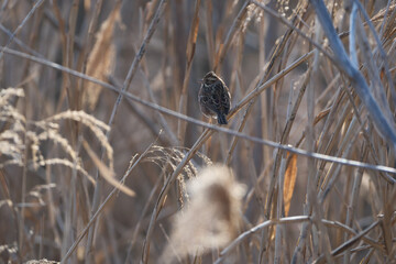 アシに止まる1羽のカシラダカ