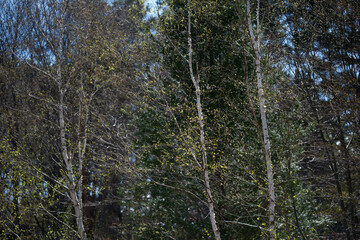 シラカバの柔らかな春の新緑