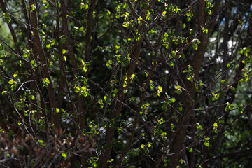 マルバノキの柔らかな春の新緑