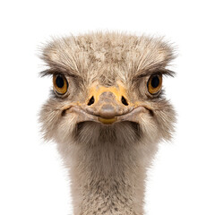 Curious ostrich with wide, expressive eyes stares directly at the camera against a clean white background.