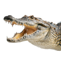 Fierce reptile opens its powerful jaws, revealing sharp teeth in a striking portrait.