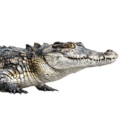 Close-up of a powerful crocodile's textured skin and piercing gaze.