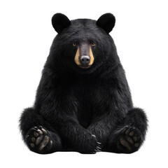 A majestic black bear sits calmly, its gaze direct and powerful, showcasing its wild beauty against a clean white background.