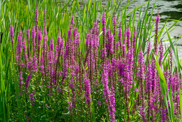 Gew&ouml;hnlicher Blutweiderich (Lythrum salicaria)