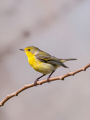 Prothonotary warbler (Protonotaria citrea) male during spring migration, Galveston, Texas, USA.