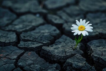 Resilient daisy blooming in cracked earth; drought, nature, hope