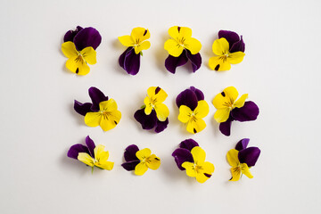 Spring flowers, purple, and yellow pansy flowers on white background