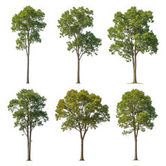 Six diverse green trees isolated on transparent background