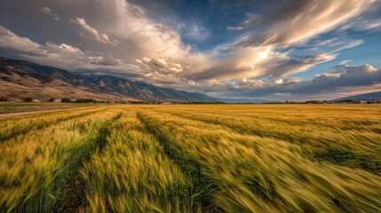 Fototapeta premium Golden wheat field stretches beneath a dramatic sky.