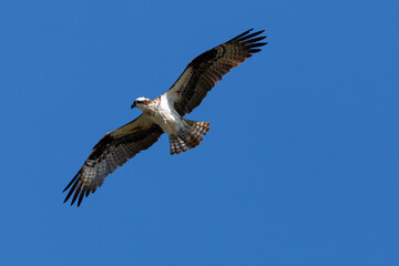 Very close view of an  Osprey (sea hawk) flying in beautiful light, seen in the wild in California.