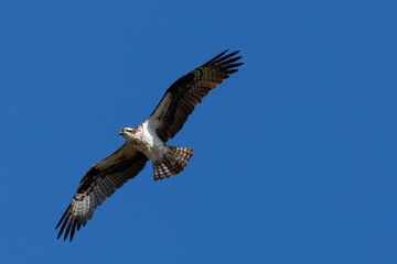 Very close view of an  Osprey (sea hawk) flying in beautiful light, seen in the wild in California.