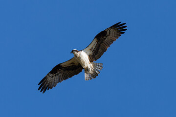 Very close view of an  Osprey (sea hawk) flying in beautiful light, seen in the wild in California.