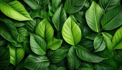 Fototapeta premium vibrant green foliage texture a dense rich tapestry of fresh green leaves create a sense of natural abundance