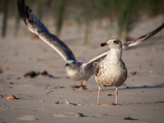 seagull on the beach