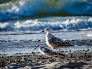 seagull on the beach