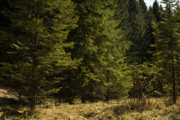 Dense green forest landscape with conifer trees