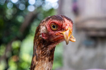 Chicken head with red comb and crooked yellow beak showing deformity