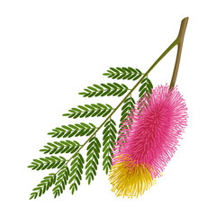 Illustration of Shami flower with leaves, also known as Persian mesquite or ghaf, scientific name Prosopis cineraria, isolated on white background.