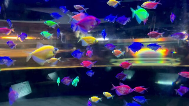 Colorful Neon Fish Glofish Swimming in Aquarium